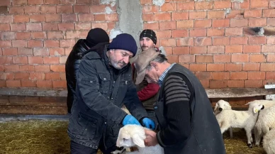 Merzifon’da Hayvanlara Kimliklendirme ve Aşılama