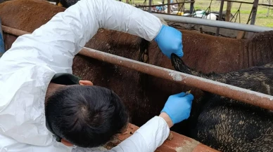 Suluova’da Hayvan Sağlığı Alarmda