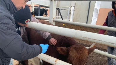 Merzifon’da İthal Hayvanlara Sağlık Taraması