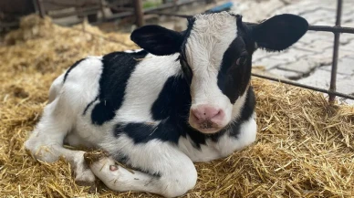 Amasya DSYB’den Hayvan Islahında Kararlı Çalışma