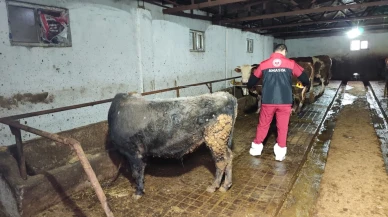 Taşova’da Hayvancılık İşletmelerine Yerinde Denetim