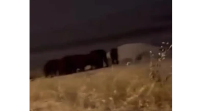 Çorum’da Yaban Domuzları Şehir Merkezinde