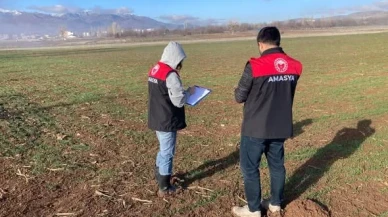 Gümüşhacıköy’de Hububat Ekim Alanlarında Fenolojik Gözlem Çalışması