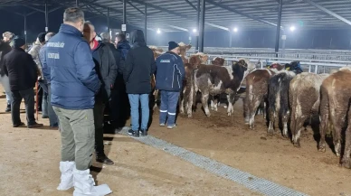 Suluova Canlı Hayvan Pazarı’nda Sıkı Denetim