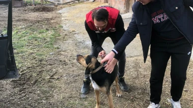 Kedi ve Köpekler Artık Kimlikli