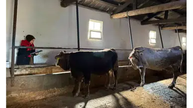 Suluova’da Tarım Ekipleri Sahaya İndi!