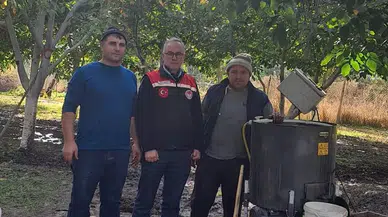 Hamamözü’nde Ceviz Hasadı Devam Ediyor