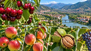 Taşova’nın Bereketi Rakamlarla Ortaya Çıktı!