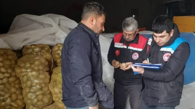 Suluova’da Yemeklik Patates Tohumluk Kontrolleri Tamamlandı