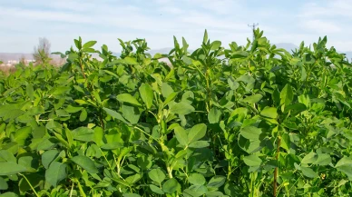 Amasya’da Yonca Üretimi Güç Kazanıyor