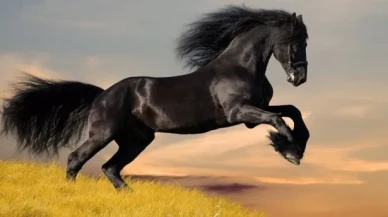 Rüyada At Görmek Ne Anlama Gelir? İşte Rüya Tabirlerine Göre Detaylı Yorumu