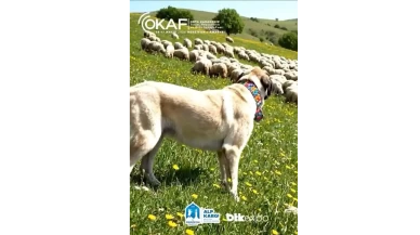 Yerli Irklar OKAF Merzifon’da Buluşuyor