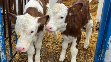 Amasya’da Sağlıklı Buzağı