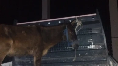 Amasya’da Yaralı Ata Belediye Şefkati