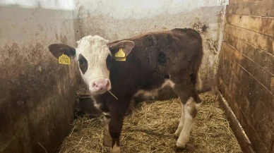 Amasya DSYB’den Hayvancılık Hamlesi