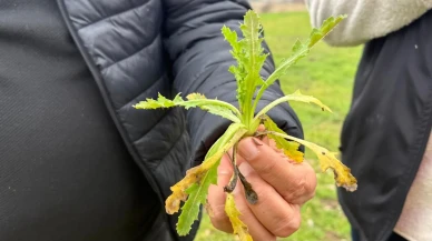Amasya’da Fenolojik Gözlem Çalışmaları Sürüyor