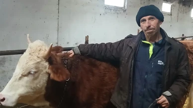 Amasya’da Hayvancılığa Güçlü Dokunuş