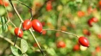 Merzifon’un Kuşburnu Marmelatı Tescilleniyor!