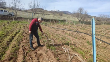 Amasya’da Bağlarda İlkbahar Mesaisi Başladı