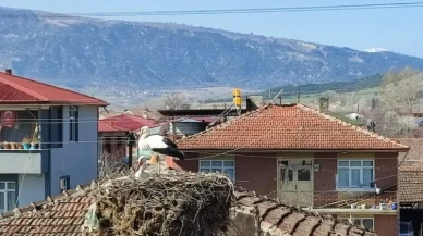 Amasya'da Göç Başladı! Göçmen Misafirler Geliyor!