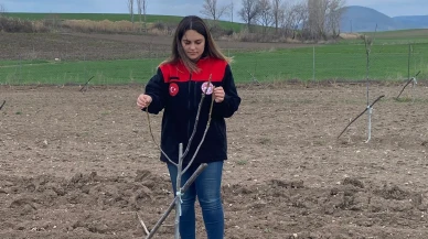 Merzifon’da Sertifikalı Fidan Denetimi