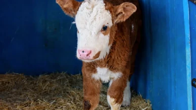 Amasya’da Suni Tohumlama Başarısı