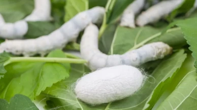 Amasya’da İpek Böcekçiliği Yeniden Canlanıyor!