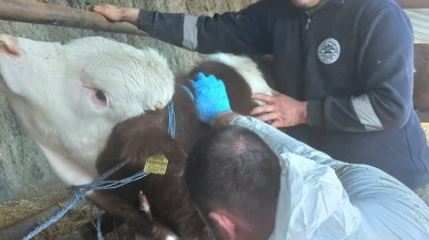 Amasya’da Büyükbaş Hayvanlar Tarandı