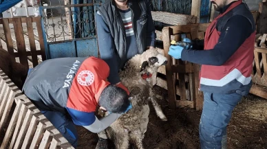 Amasya’da Hayvanlar Kayıt Altına Alınıyor