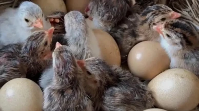 Rüyada Civciv Görmek Ne Anlama Gelir? Bereket, Yeni Başlangıçlar ve Müjdeli Haberlerin Habercisi