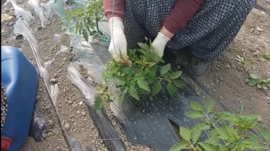 Amasya’da Seralara Yakın Takip