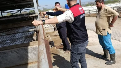 Amasya’da Hayvancılıkta Saha Atağı!