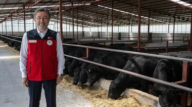 Amasya Hayvancılık Üssü Oldu