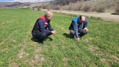 Gümüşhacıköy’de Hububat Nöbeti!