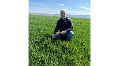 Merzifon’da Tarlalarda Tehlike: Hastalık Yayılıyor!