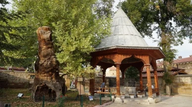 400 Yıllık Çınar Arıların Yuvası Oldu!