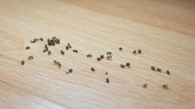Evde Karınca Sorununa Kesin Çözüm! Bu Yöntemlerle Karıncalara Elveda Deyin