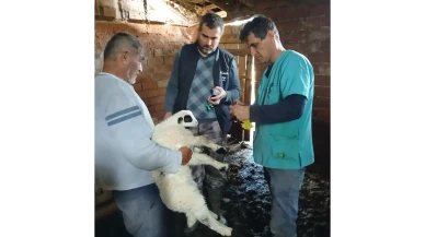 Amasya’da Küçükbaş Hayvancılığa Destek!