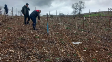 Amasya’da Modern Sistemle Budama Eğitimi