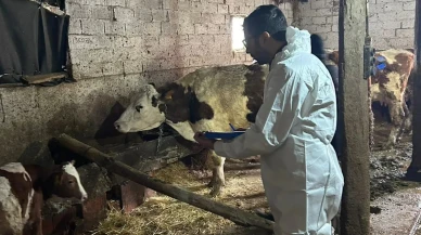 Merzifon’da Aşılama ve Tarama Çalışmaları Sürüyor