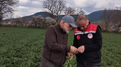 Amasya’da Kanola Tarlaları Denetlendi