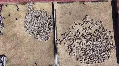 TİGEM’de 5 bin 300 Kuzu Salımı Gerçekleşti