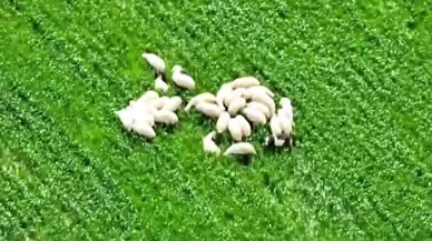 Amasya’da Kayıp Koyunları AFAD’ın Dronu Buldu