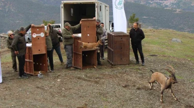 5 yaban keçisi Amasya’da doğaya salındı