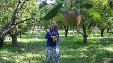 Zirai donun vurduğu Amasya misket elmasında bu yıl hasat yok