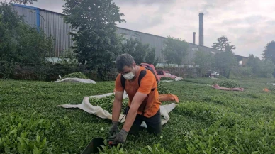 Çay fabrikasının bacasından çıkan kömür tozları çay bahçelerine yağıyor