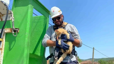 Elektrik direğinde mahsur kalan kedi kurtarıldı