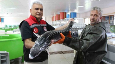 Nesli tehlike altındaki sivriburundan sadece 150 tane kaldı, Amasya’da 100 bin yavru balık üretimi planlanıyor