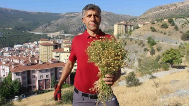 Dağ yamaçlarından topluyor, buketini 100 TL’den satıyor