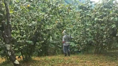 ‘Drakula’ bahçeleri kuruttu, 4 bin 100 dekar alandaki fındık ağaçları söküldü